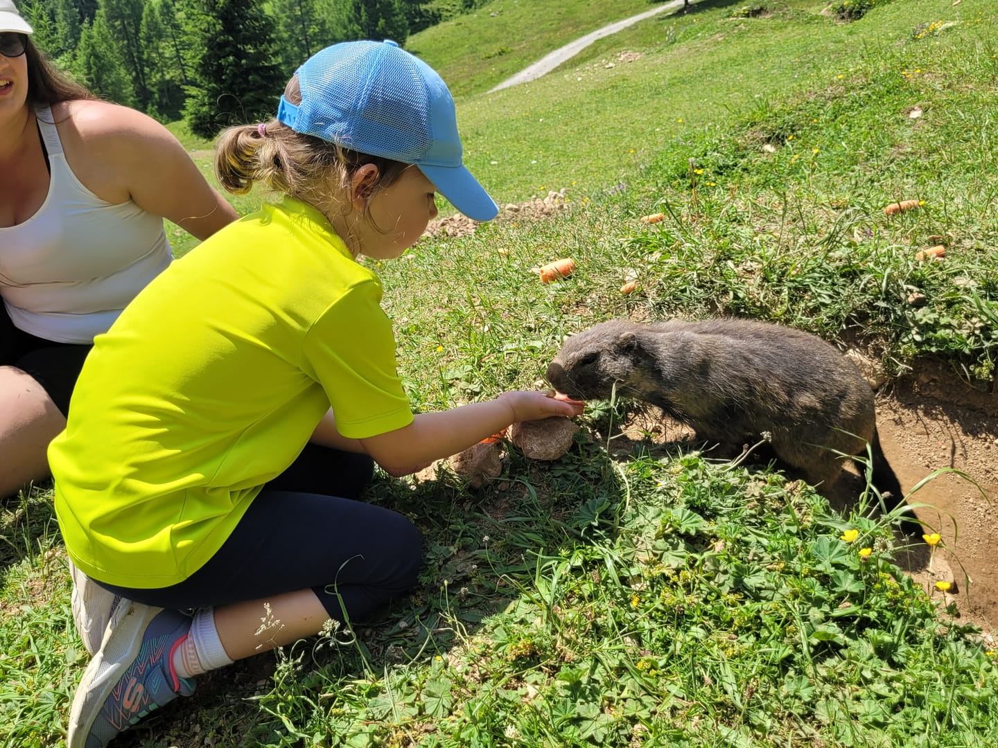 Murmeltiere füttern auf der Bachlalm