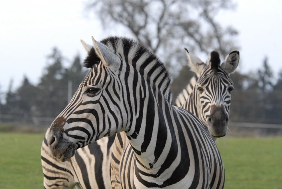 Herzlich willkommen im Tiergarten Walding
Familie Mair
Ponyreiten, Kindergeburtstage