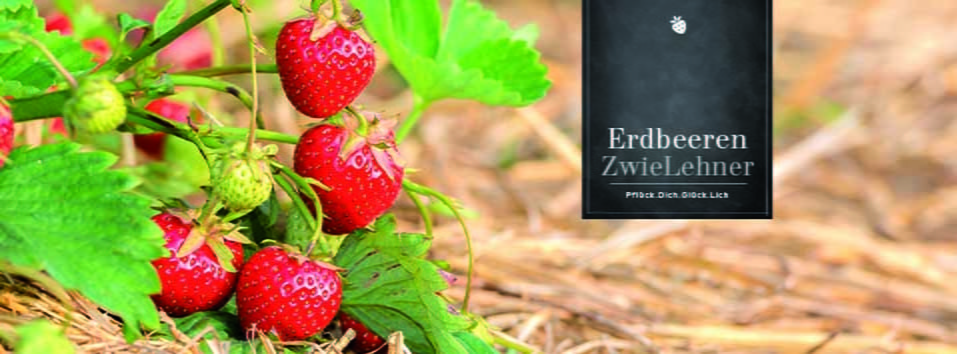 Erdbeeren ZwieLehner