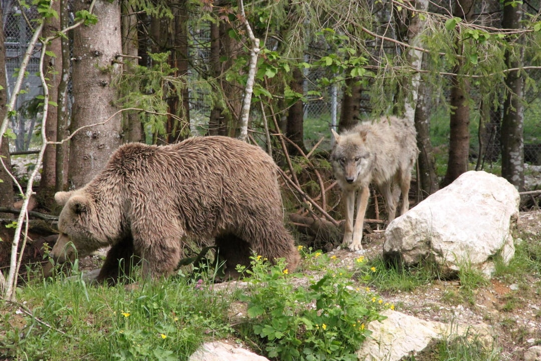 Wildpark Grünau - DAS NATURERLEBNIS