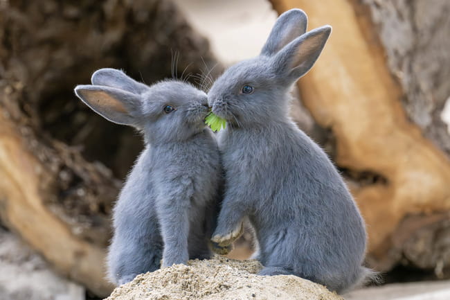Foto zum Highlight Tiergarten Schönbrunn